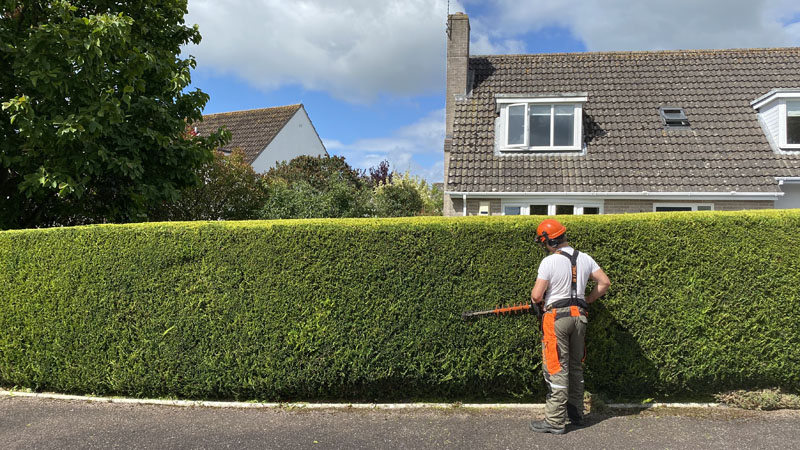 hedge-cutting-Norwich